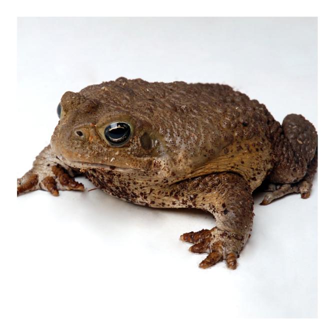 Crapaud Buffle