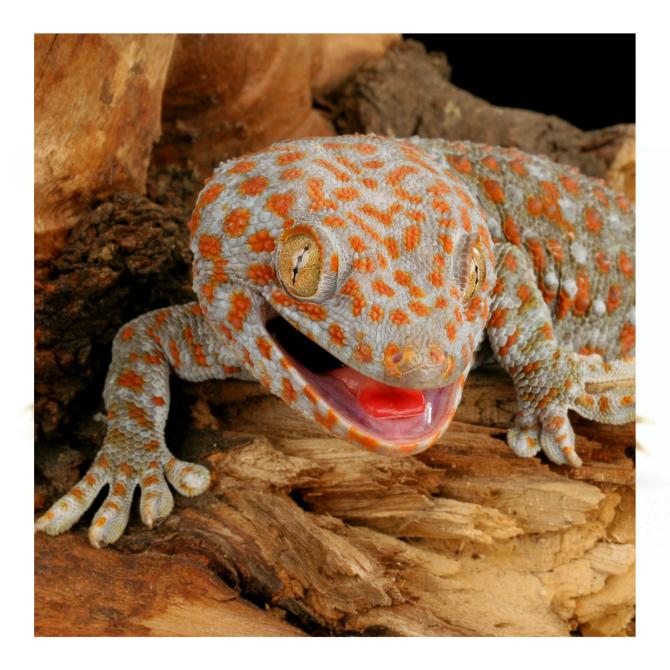 Gecko tokay