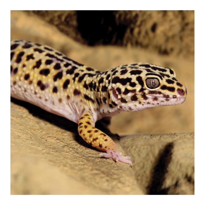 Gecko léopard