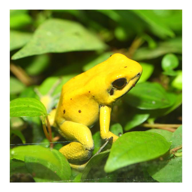 Phyllobate terrible ou kokoï de Colombie