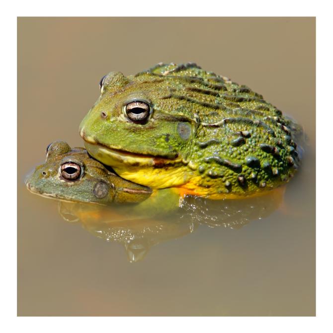 Grenouilles taureaux géantes d'Afrique